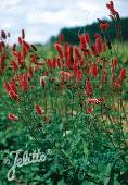 Sanguisorba menziesii